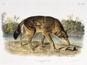 Rode Texaanse wolf
